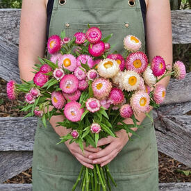 Monster Bright Pink, Strawflower Seeds